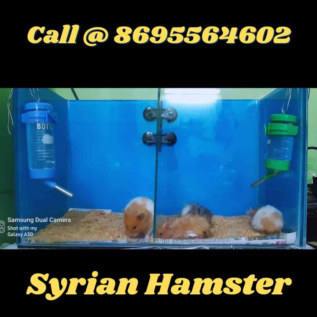 Pet store world hamsters