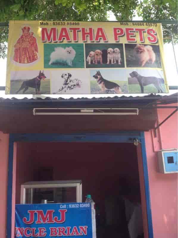 Matha Pet Shop in Coimbatore Racecourse Coimbatore Best Pet