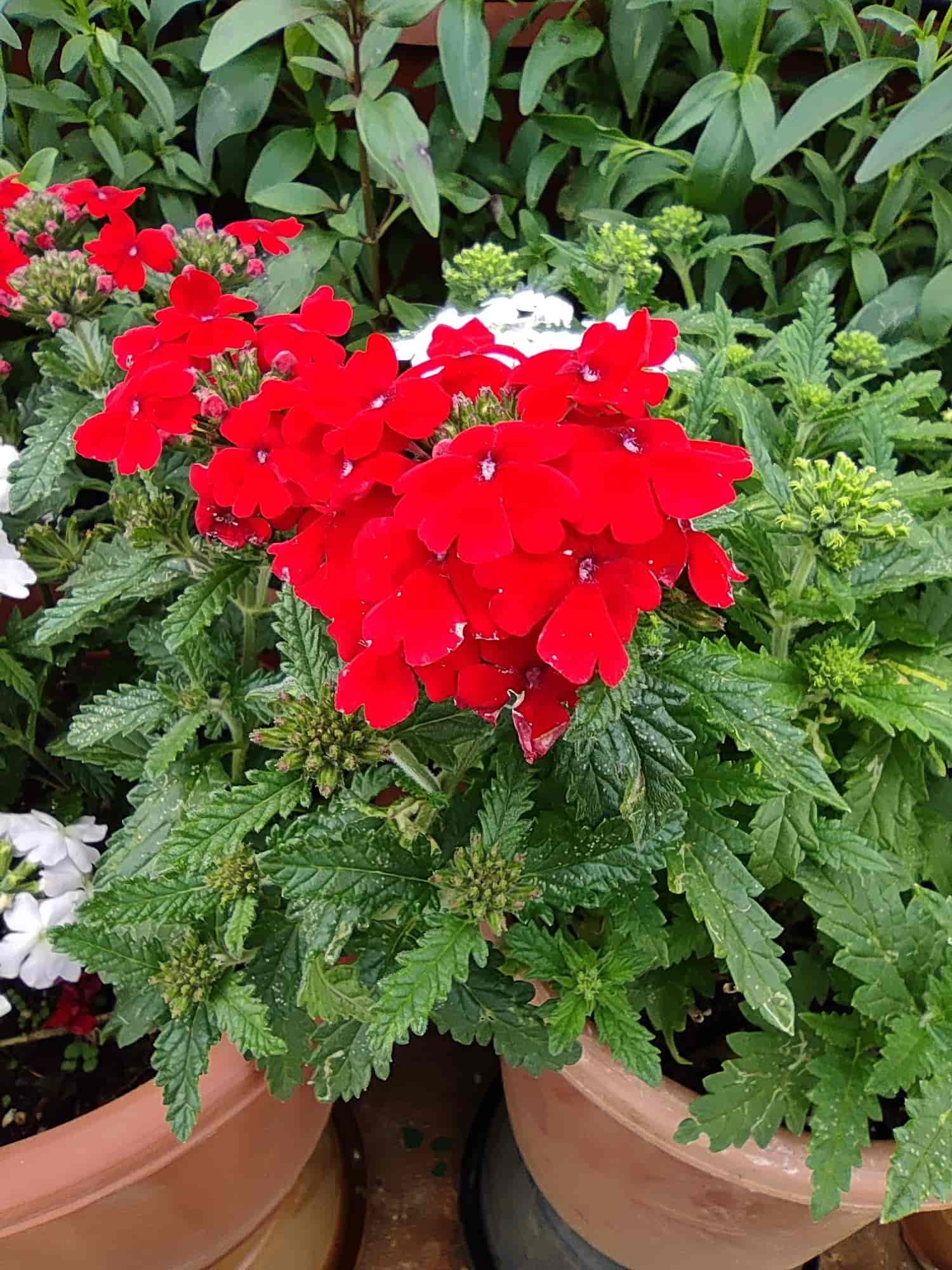 Top Fruit Plant Nurseries in Karamadai Best Custard Apple Plant Dealers Coimbatore near me