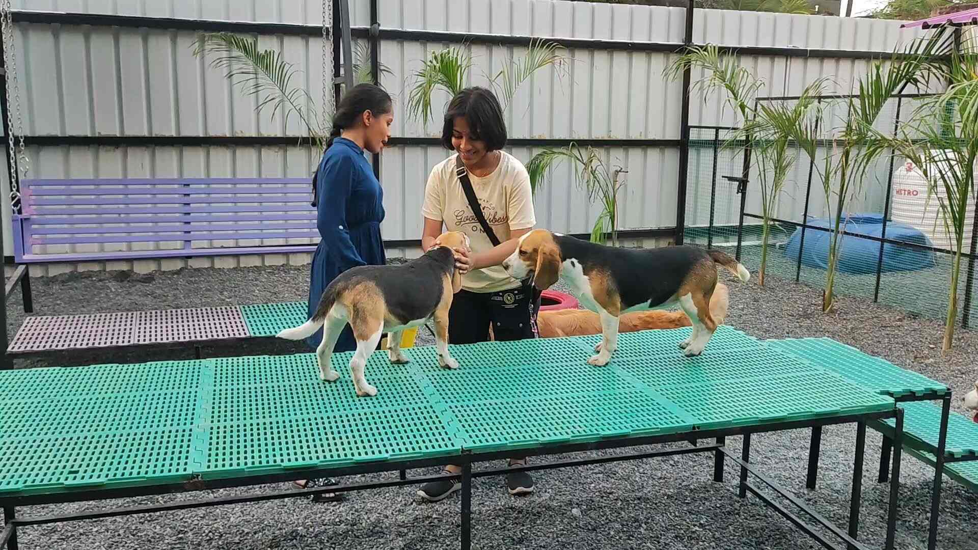 Top Pet Boarding Services in Kavundampalayam, Coimbatore near me Justdial