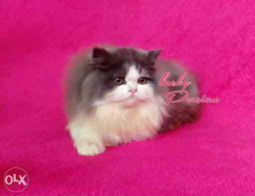 Lucky Pets Photos, RS Puram Coimbatore, Coimbatore- Pictures & Images Gallery - Justdial Lucky Pets Photos, RS Puram Coimbatore, Coimbatore- Pictures & Images Gallery - Justdial