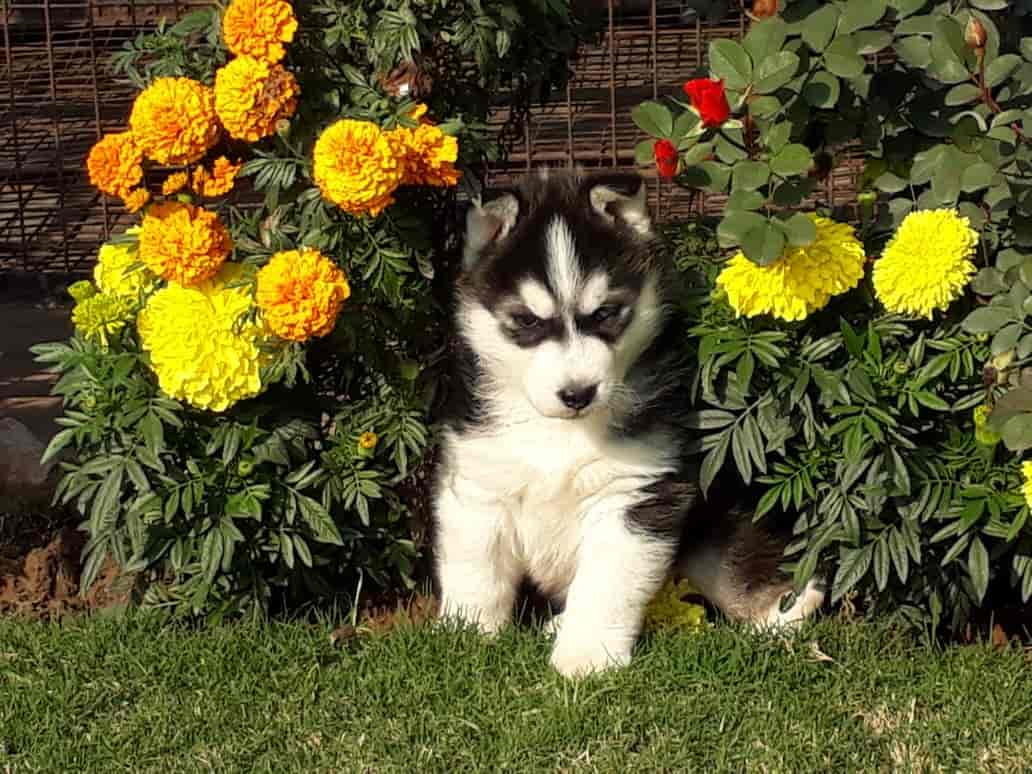 Top 50 Pet Shops For Dobermann Dog In Coimbatore Best Pet Shop