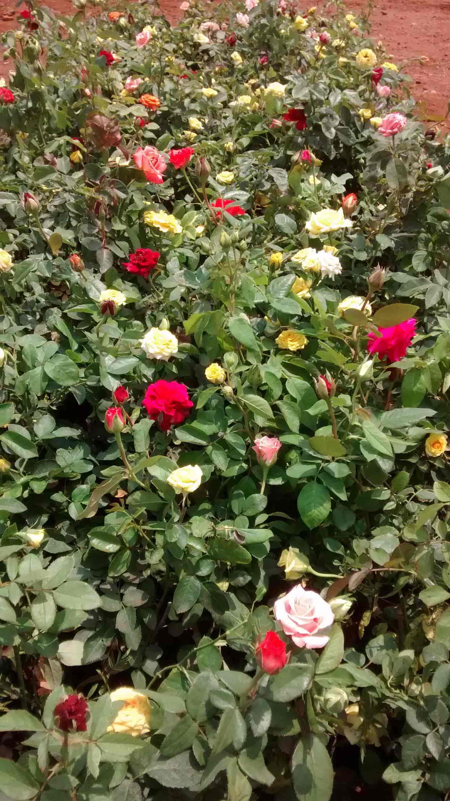 Catalogue Chitra Nursery in Madukkarai , Coimbatore Justdial