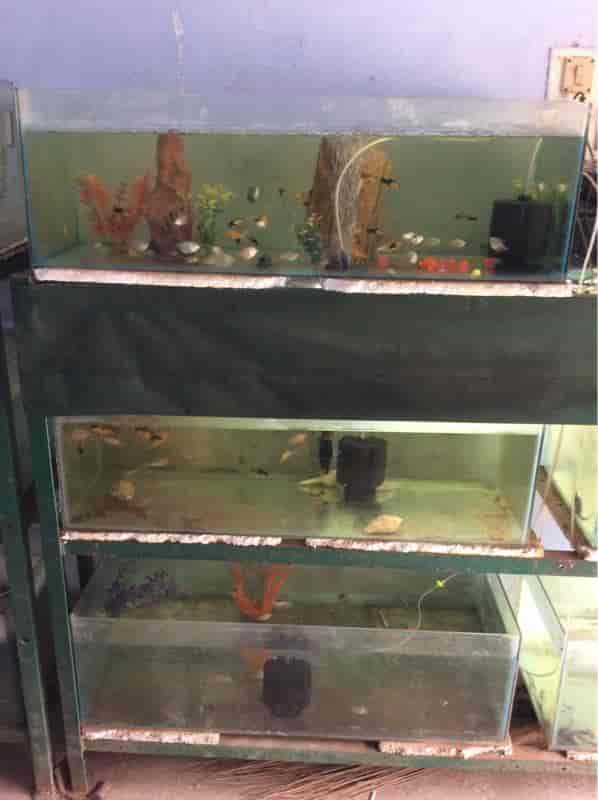 Fish World in Kovaipudur,Coimbatore Best Aquariums in Coimbatore