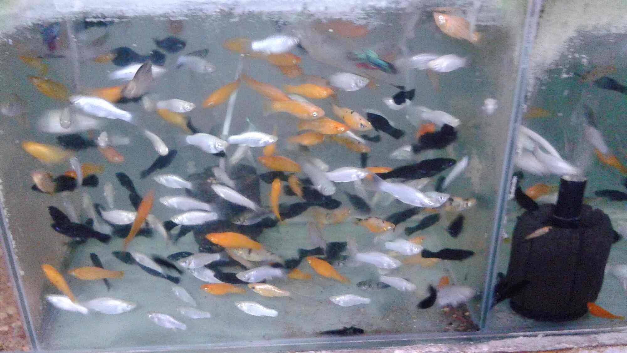 Fish World in Kovaipudur,Coimbatore Best Aquariums in Coimbatore