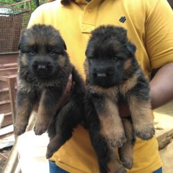 The Pets Kennal in NGGO Colony, Coimbatore The Pets Kennal in NGGO Colony, Coimbatore