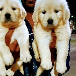 Top Pet Shops in Coimbatore - Best Pet Store near me - Justdial Top Pet Shops in Coimbatore - Best Pet Store near me - Justdial