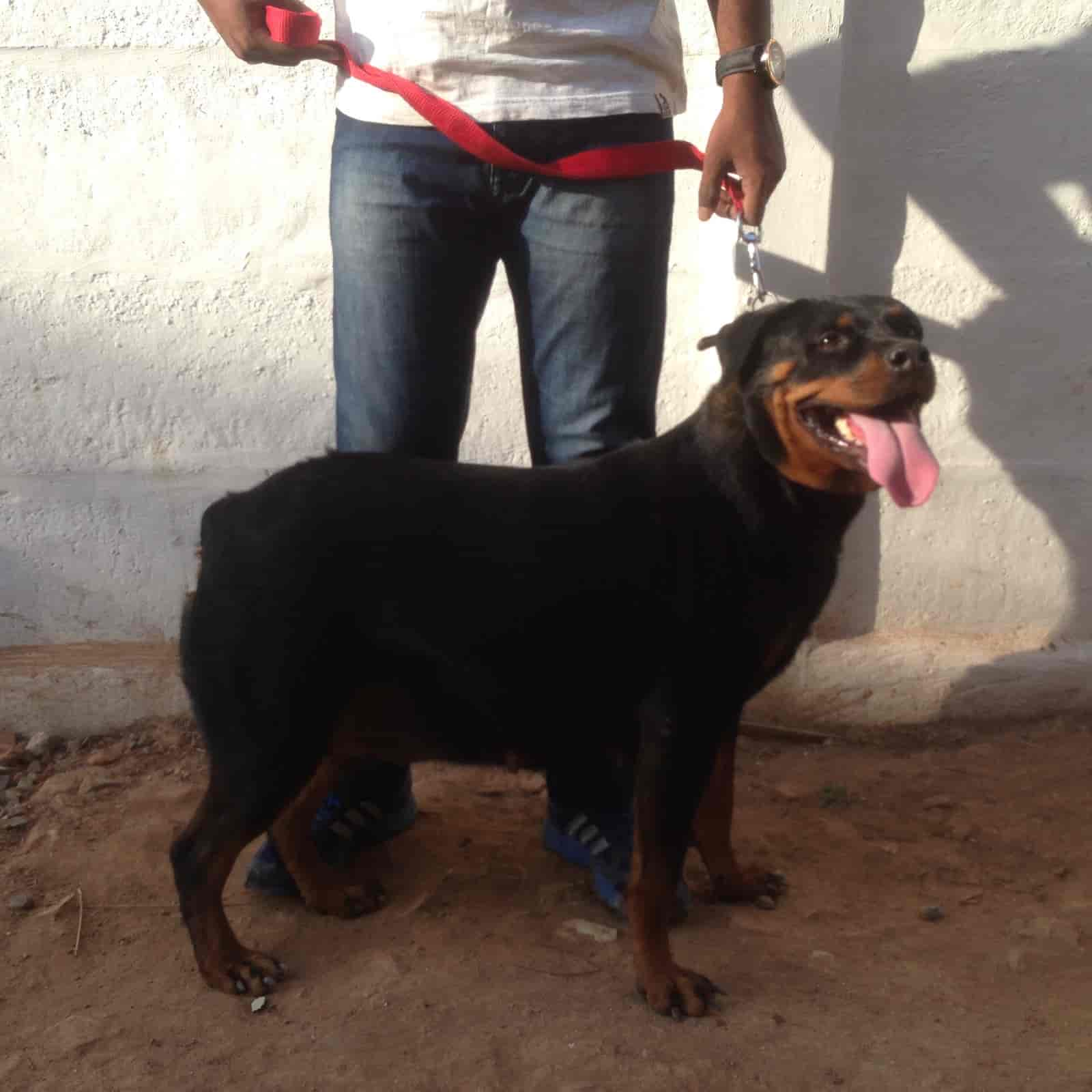 Top Pet Boarding Services in Kavundampalayam, Coimbatore near me Justdial