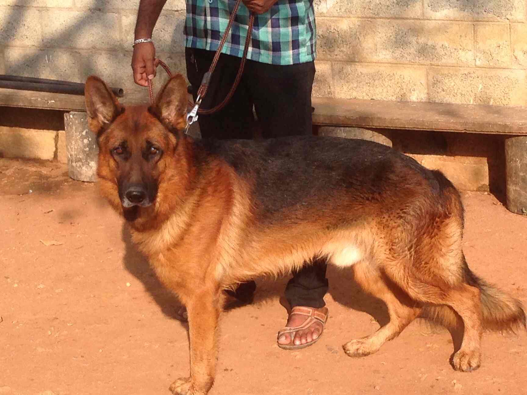 Top Pet Boarding Services in Kavundampalayam, Coimbatore near me Justdial