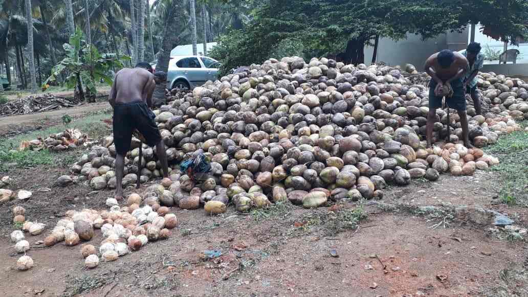 Eco Green Coconut, Kondegoundenpalayam Coconut Wholesalers in Coimbatore Justdial