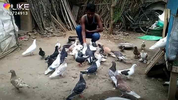 Pigeon Seller in Tittagudi Cuddalore Best Pet Shops For Birds in