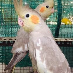 Cockatiel bird sale shop near me