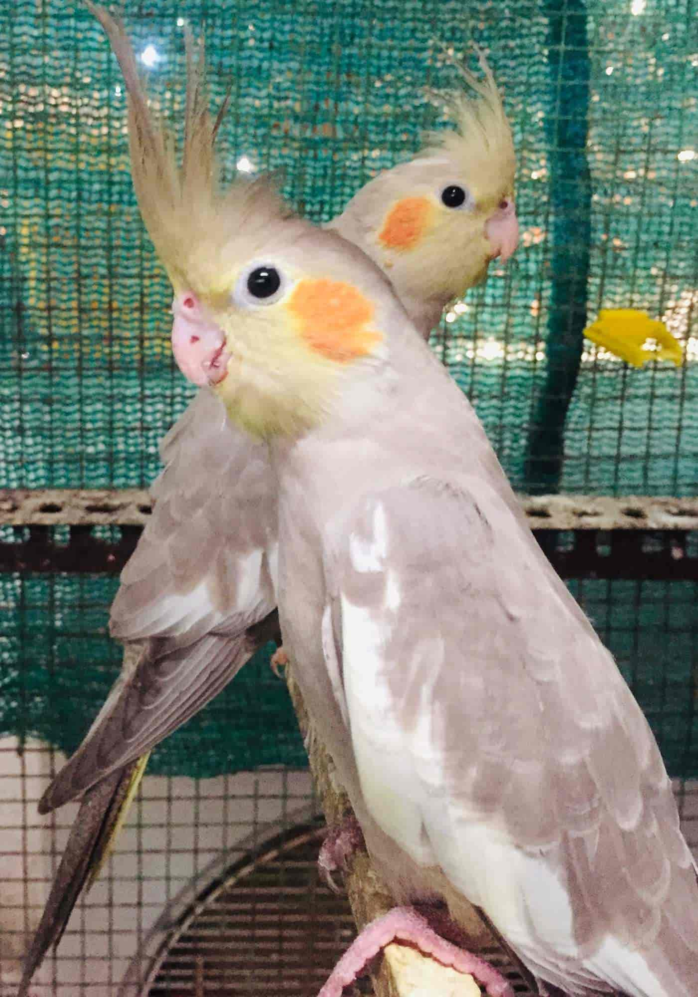 Top Pet Shops For Birds in Panruti Best Bird Shops Justdial