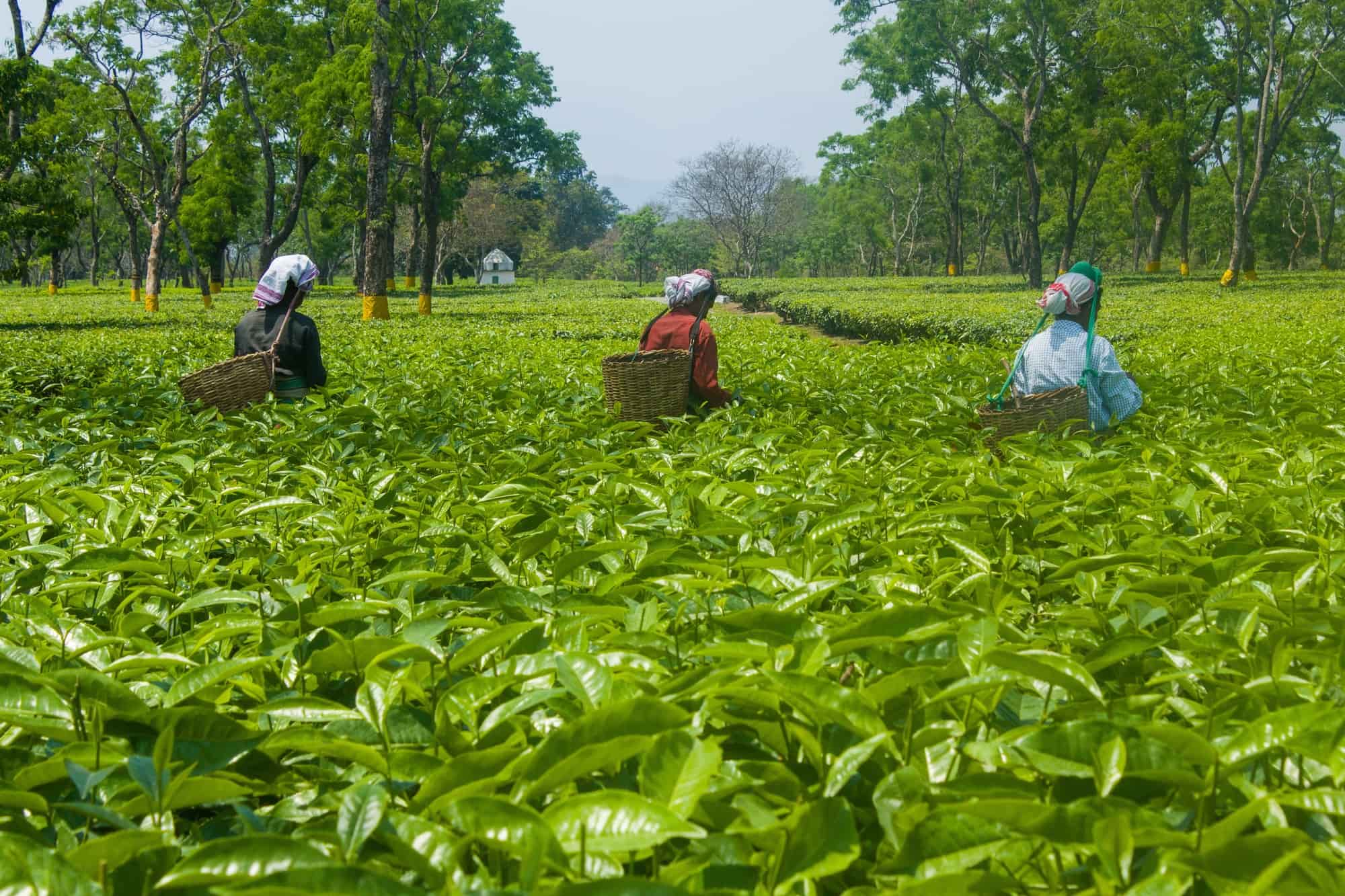 Tea Plantations lakhimpur