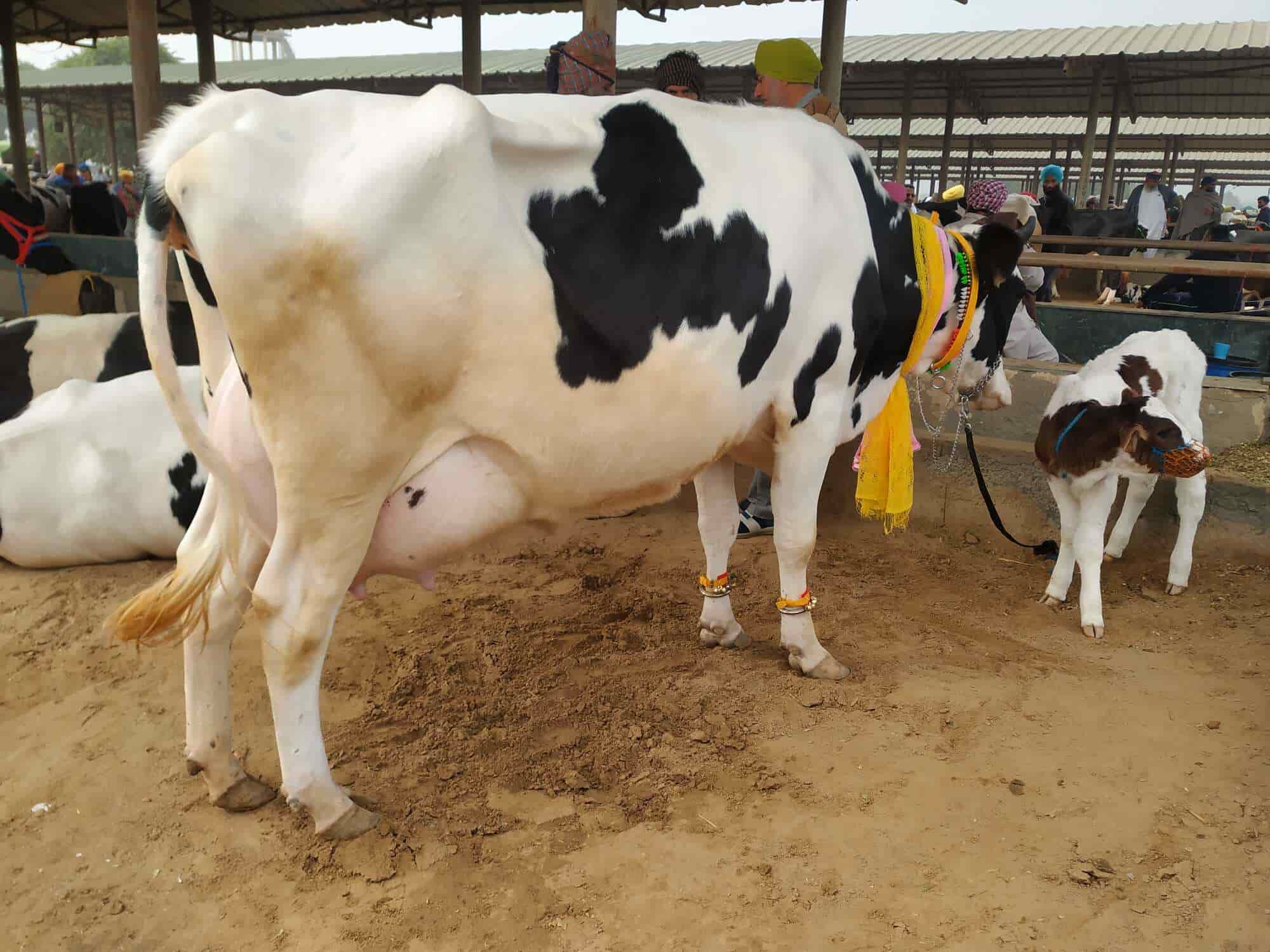 Top Cow Suppliers in Anand - Best Cow Dealers near me - Justdial