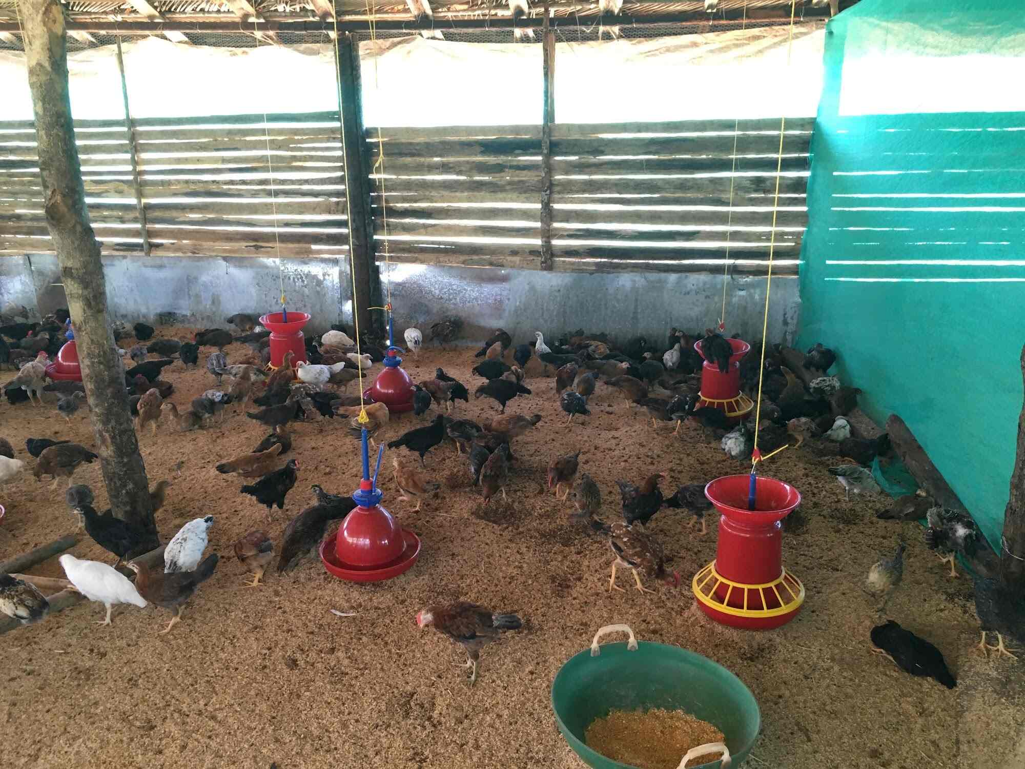 Top Poultry Farms in Vinayaka Nagara Best Chicken Farms Davangere