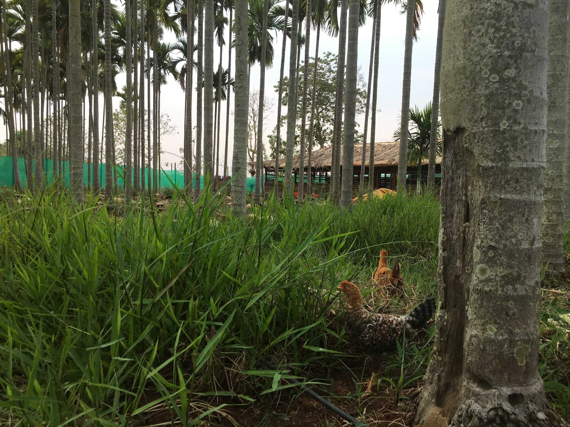 Top Poultry Farms in Vinayaka Nagara Best Chicken Farms Davangere