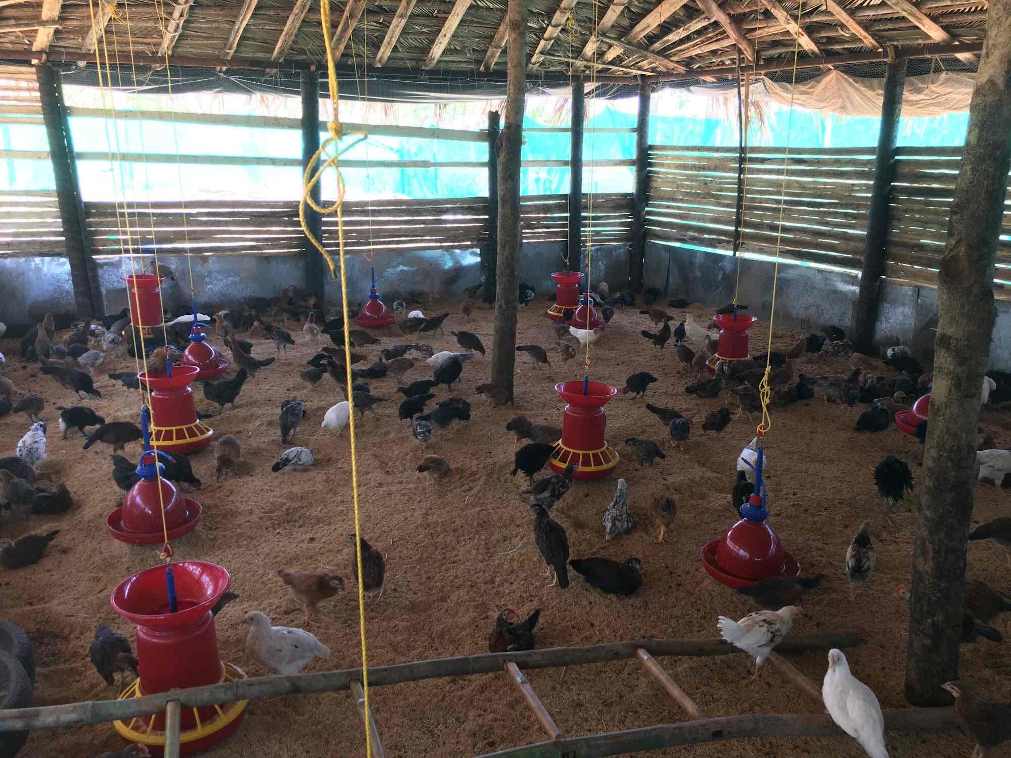 Top Poultry Farms in Vinayaka Nagara Best Chicken Farms Davangere