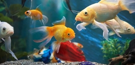 Top Fish Aquarium Dealers In Khalapur Best Fish Aquarium Shops justdial