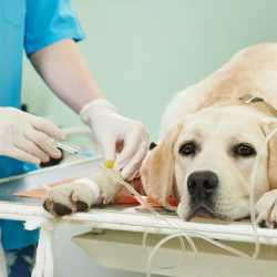 Top Animal Welfare Organisations in Dehradun - Best Ngos For Animal Welfare - Justdial Top Animal Welfare Organisations in Dehradun - Best Ngos For Animal Welfare - Justdial
