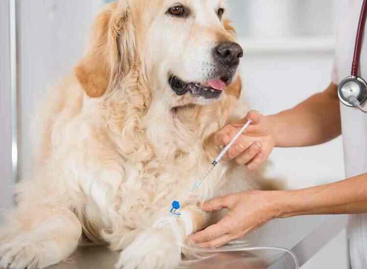 Top 24 Hours Veterinary Doctors in Hyderabad - Best 24 Hours Animal Doctors - Book Appointment Online - Justdial Top 24 Hours Veterinary Doctors in Hyderabad - Best 24 Hours Animal Doctors - Book Appointment Online - Justdial