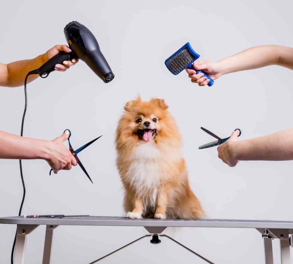 What To Expect From A Professional Dog Groomer Artfer