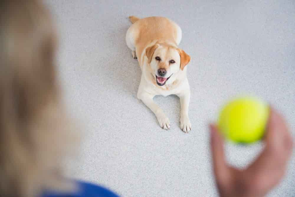 Bros Kennel in Vilangudi,Madurai Best Dog Adoption Centres in Madurai