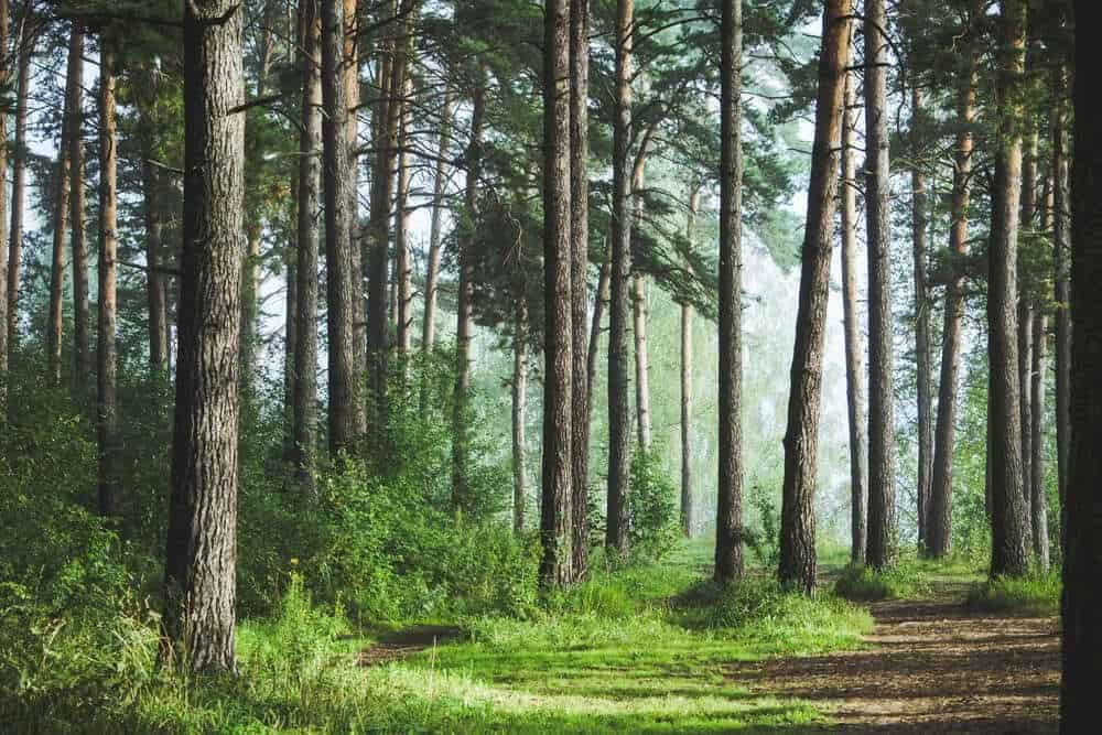 Forests in Sukhia Pokhri Road, Darjeeling near me - Justdial