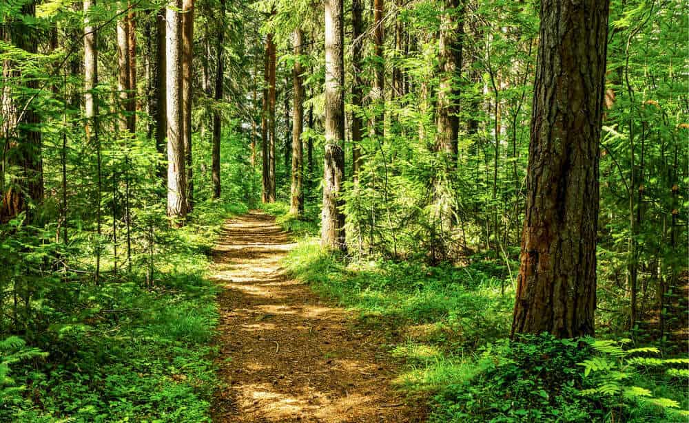 Forests in Sukhia Pokhri Road, Darjeeling near me - Justdial