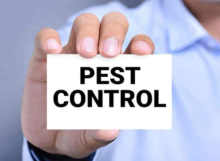 Sai Pest Control Pvt Ltd in Sangam Vihar,Delhi Best Pest Control