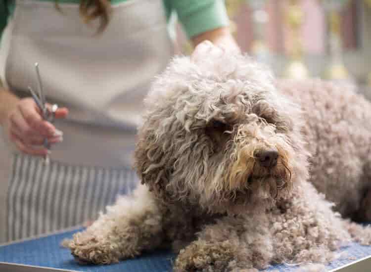 Image showcasing Best Low Cost Spay Neuter near Madison, SD 57042 - Yelp