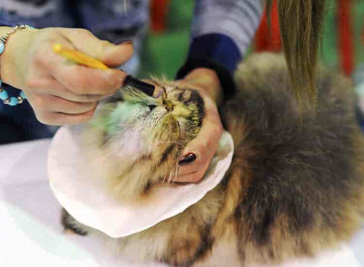 Dog Grooming Services In Delhi