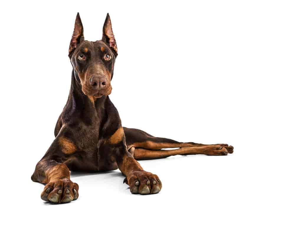 Global dog shop online