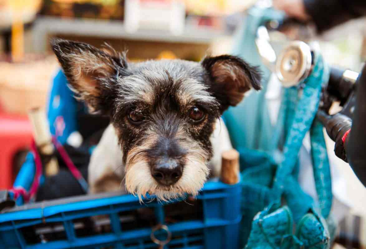 Pet Paradise, Sushant Lok Pet Shops in Gurgaon, Delhi Justdial