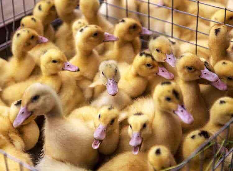 Mr Panjabi Kennel in Subhash Bridge,Ahmedabad Best Kennel Service in