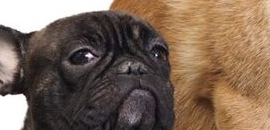 Pets World