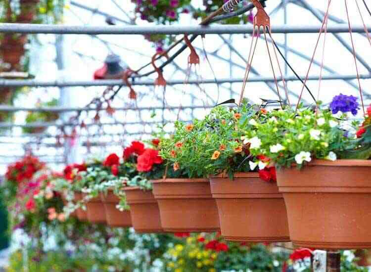 Jai Balaji Nursery Yamuna Vihar Plant Nurseries In Delhi Justdial