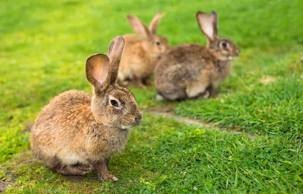 Top Rabbit Farming in Thrissur - Best Rabbit Farm near me - Justdial
