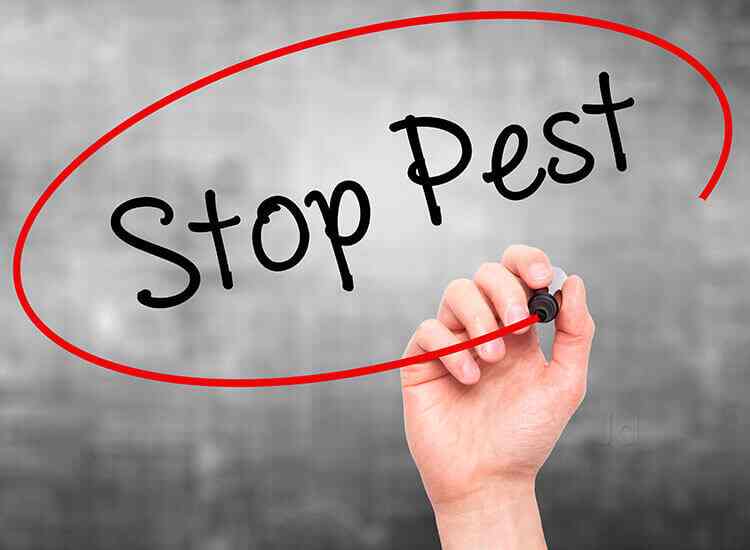 I Care Pest Control Service, Chandigarh Sector 43 Pest Control