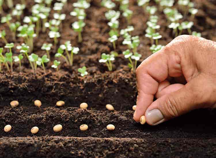 Tea Seed Meal as fertilizer supplier Tea Seed Meal as fertilizer supplier