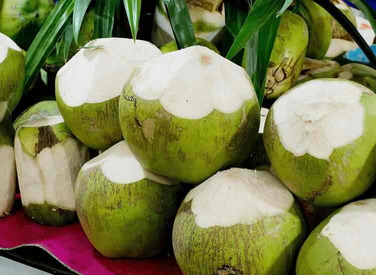 The Coconut Plant, Peria Semur Coconut Wholesalers in Erode Justdial