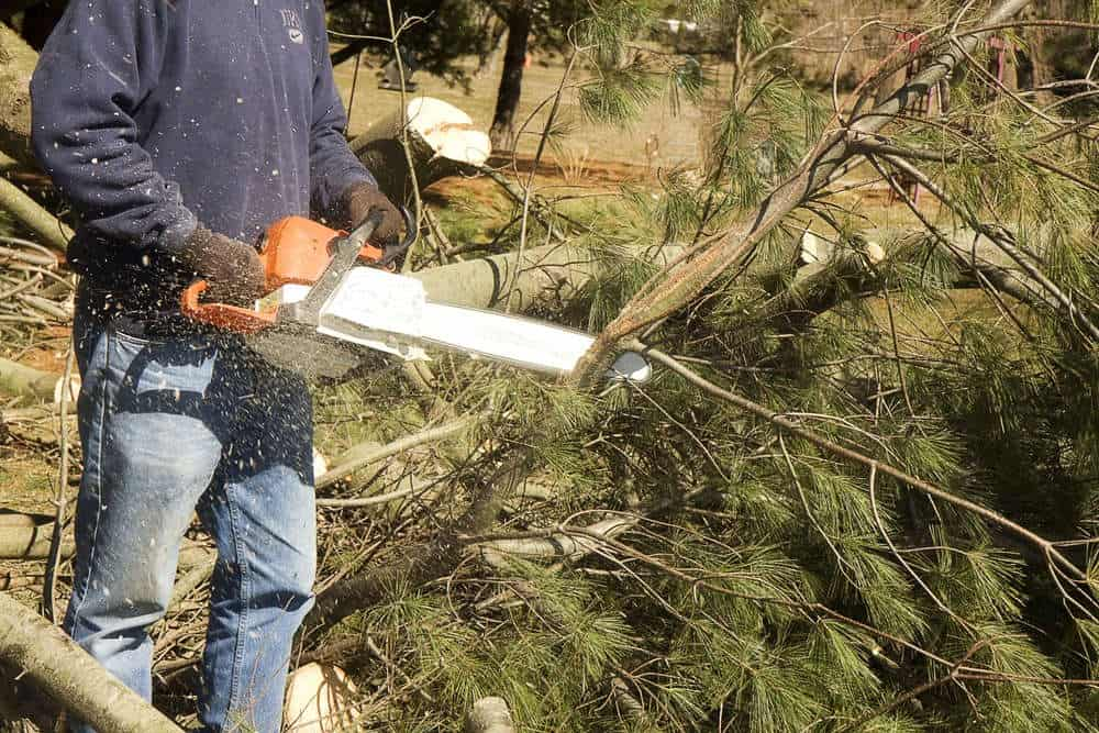 Professional Tree Cutting Services in Namakkal - ट्री कटाई सर्विसेज, नमक्कल  - Trusted Tree Trimming Service Provider