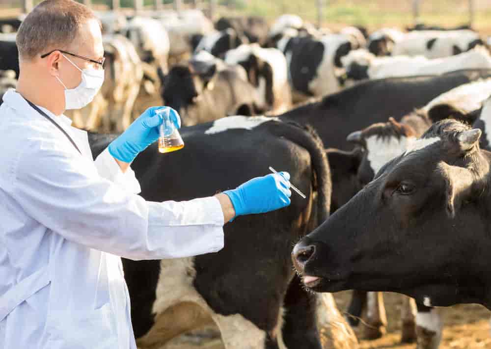 https://content.jdmagicbox.com/comp/def_content/veterinary-doctors-for-cow/l7r20vfpyp-veterinary-doctors-for-cow-3-2zeko.jpg