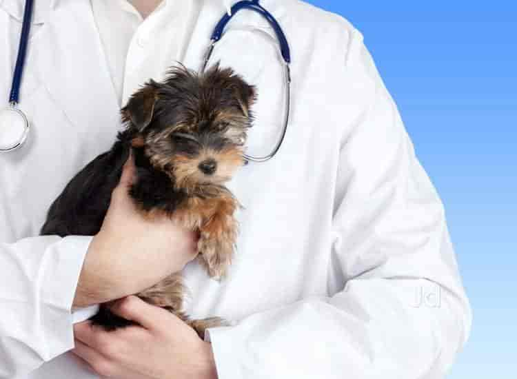 Nearest store dog doctor