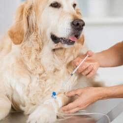 Top Veterinary Hospitals in Maisuma Bazar - Best Veterinary ...
