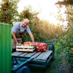 Top Apple Fruit Growers in Baramulla near me - Justdial