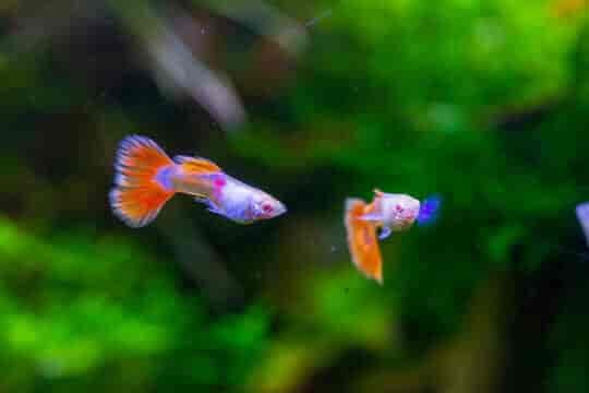 Robot Fish Rare Fancy Guppies Live Tropical Fish For Aquariums