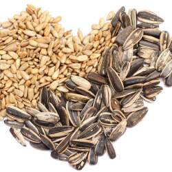 Top Seed Retailers in Bus Station - Best Seeds Suppliers Gonda ...