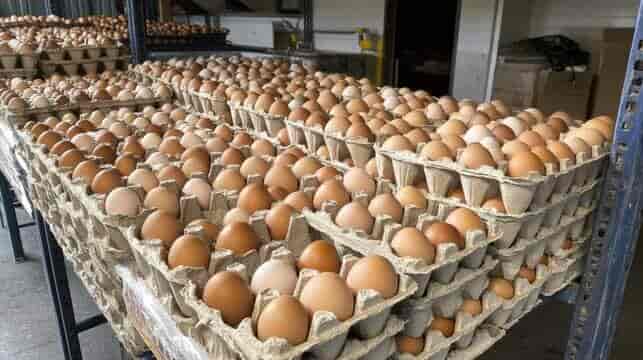 Top Egg Distributors in Srikakulam near me - Justdial