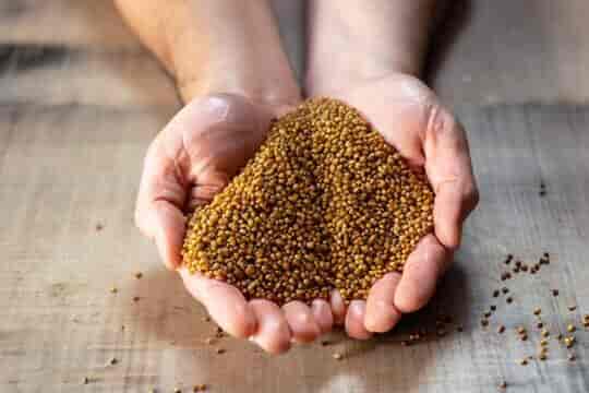 Millets in Bhopal Price